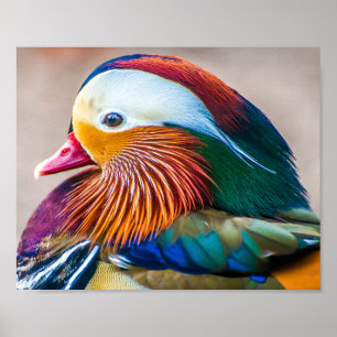 Mandarin Duck Nah Up Portrait Poster