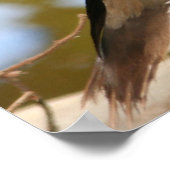 Mandarin Duck Poster (Ecke)