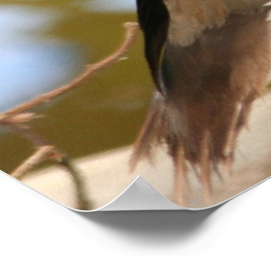 Mandarin Duck Poster (Ecke)