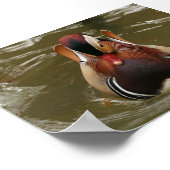 Mandarin Duck Poster (Ecke)