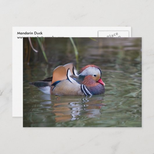 Mandarin Duck Postkarte (Vorne/Hinten)