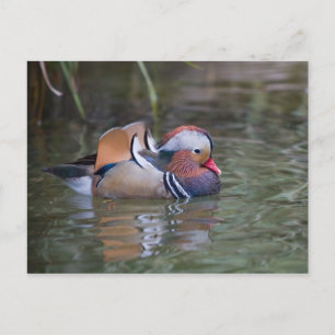 Mandarin Duck Postkarte
