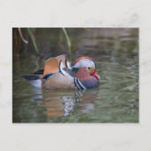 Mandarin Duck Postkarte (Vorderseite)