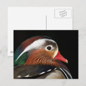 Mandarin Duck Postkarte (Vorne/Hinten)