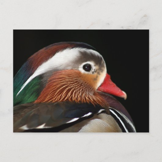 Mandarin Duck Postkarte (Vorderseite)