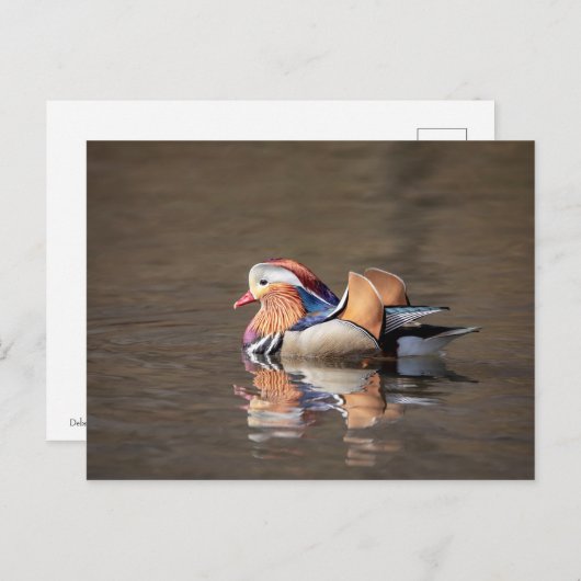 Mandarin Duck Postkarte (Vorne/Hinten)