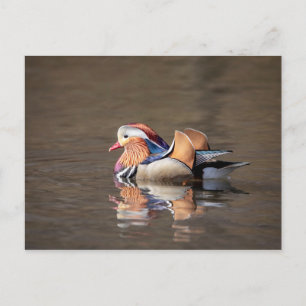Mandarin Duck Postkarte