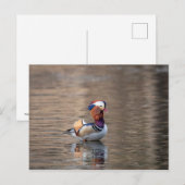 Mandarin Duck Postkarte (Vorne/Hinten)
