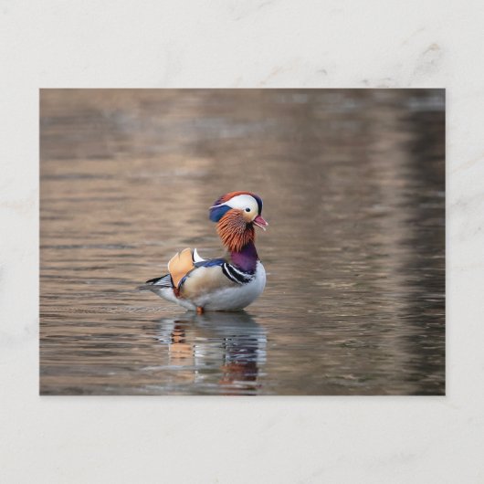 Mandarin Duck Postkarte (Vorderseite)