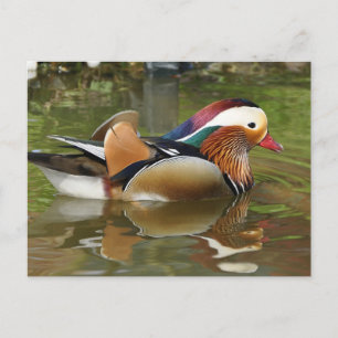 Mandarin Duck Postkarte