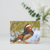 Mandarin Duck Postkarte (Stehend Vorderseite)