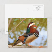 Mandarin Duck Postkarte (Vorne/Hinten)