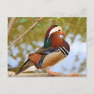 Mandarin Duck Postkarte