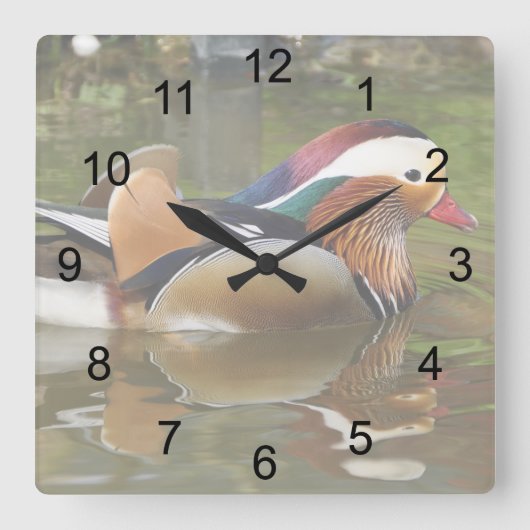 Mandarin Duck Quadratische Wanduhr (Vorderseite)