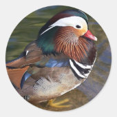 Mandarin Duck Runder Aufkleber (Vorderseite)