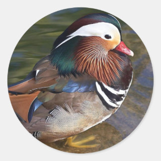 Mandarin Duck Runder Aufkleber