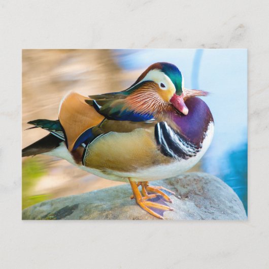 Mandarin Duck Standing by Water Postkarte (Vorderseite)