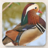 Mandarin Duck Untersetzer (Vorderseite)