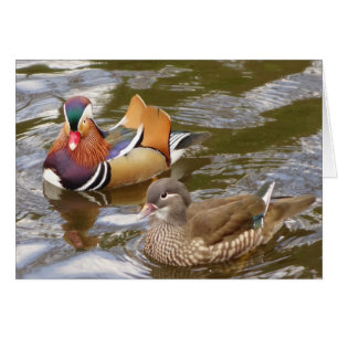 Mandarin Ducks Card