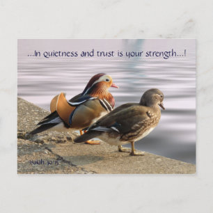 Mandarin ducks togertherness postkarte