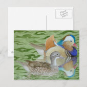 Mandarin-Enten am See Postkarte (Vorne/Hinten)