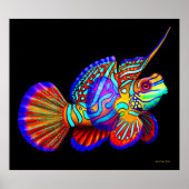 Mandarin Fish on Black Poster (Vorne)