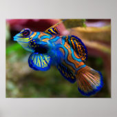 Mandarin Fish Poster (Vorne)
