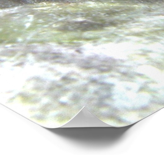 Mandarin Fish Poster (Ecke)