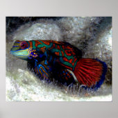 Mandarin Fish Poster (Vorne)