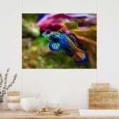 Mandarin Fish Synchiropus Splendidus Poster (Küche)