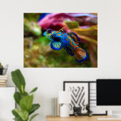 Mandarin Fish Synchiropus Splendidus Poster (Heimbüro)
