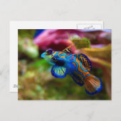 Mandarin Fish Synchiropus Splendidus Postkarte (Vorne/Hinten)