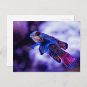Mandarin Goby Fish Postkarte (Vorne/Hinten)