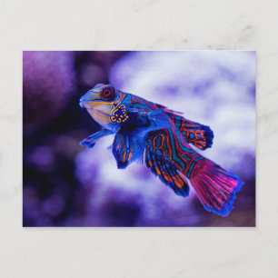 Mandarin Goby Fish Postkarte