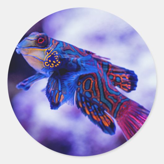 Mandarin Goby Fish Runder Aufkleber (Vorderseite)