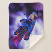 Mandarin Goby Fish Sherpadecke (Vorderseite)