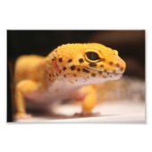 Mandarin Leopard Gecko Foto (Vorne)