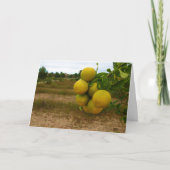 Mandarin Orange Karte (Vorderseite)