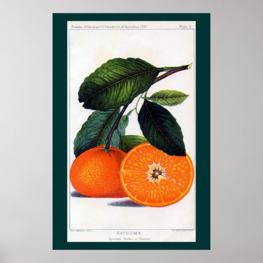 Mandarin Orange Poster (Vorne)