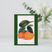 Mandarin Orange Postkarte (Stehend Vorderseite)