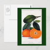 Mandarin Orange Postkarte (Vorne/Hinten)