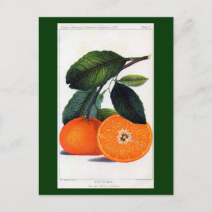 Mandarin Orange Postkarte