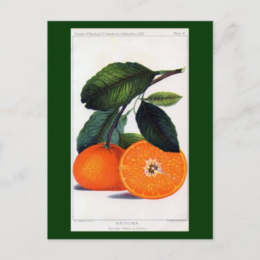 Mandarin Orange Postkarte (Vorderseite)