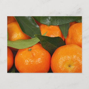 Mandarin Orange Postkarte