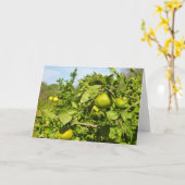 Mandarin Orange Tree Karte (Gelbe Blume)