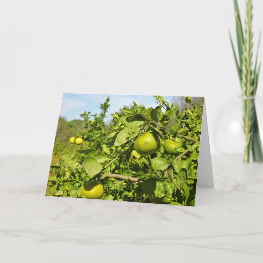 Mandarin Orange Tree Karte (Vorderseite)