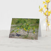 Mandarin Orange Tree Karte (Gelbe Blume)