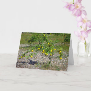 Mandarin Orange Tree Karte