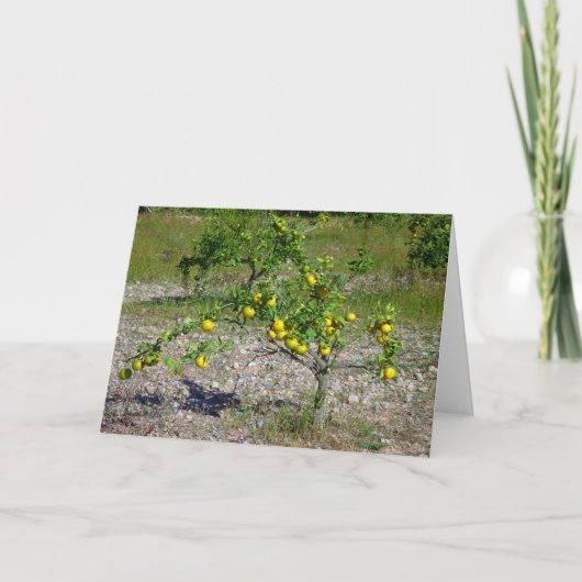 Mandarin Orange Tree Karte (Vorderseite)