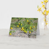 Mandarin Orange Tree Karte (Gelbe Blume)